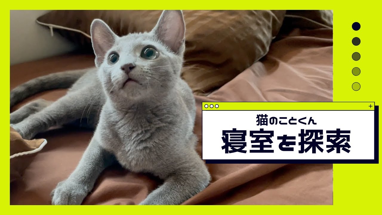 寝室デビューした仔猫はこちらです【ロシアンブルーこと】