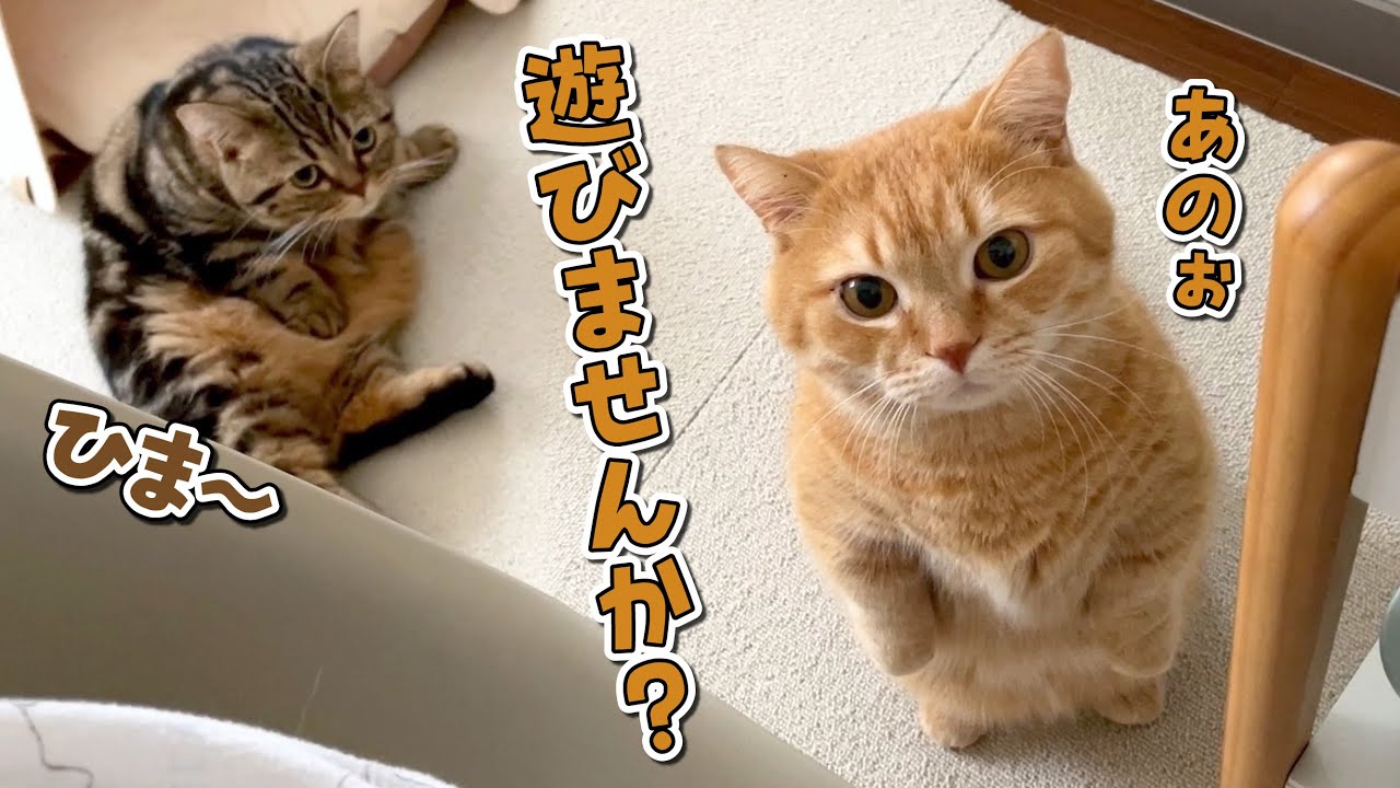 暇そうな飼い主に遊んでほしくて立ち上がっちゃうマンチカンが可愛い！