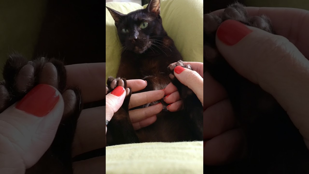 Gauderic Havana Brown Cat. Foot massage 👣