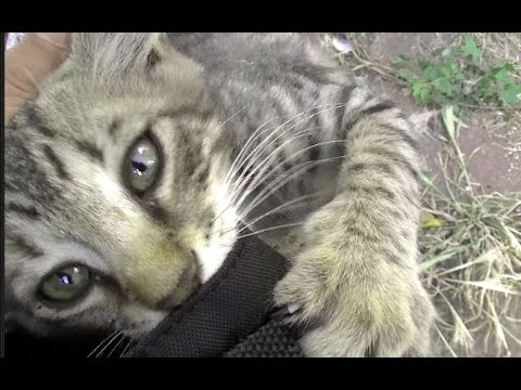 海外の子猫に「おいで」と日本語で言ったら猫に囲まれたW