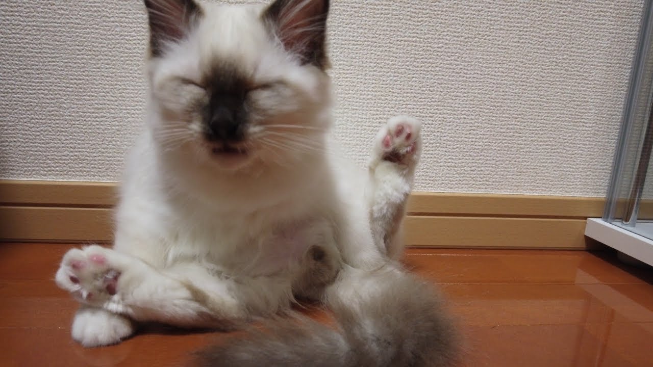 自分のおしりが臭くておじさん化する子猫【バーマン】