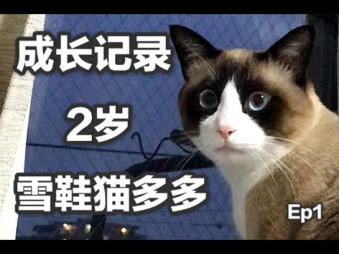 【スノーシュー猫】1歳～1歳6ヶ月まで【成長記録EP1】