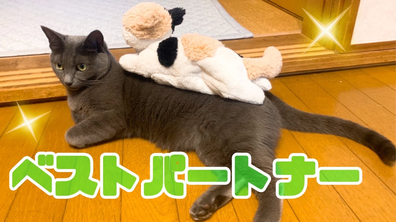 【猫】灰色猫のベストパートナー