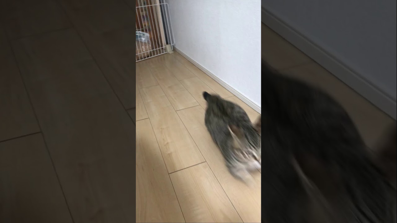 知らない人と対面したときの子猫の反応が面白いｗ　/キンカロー　マンチカン×アメリカンカール　#Shorts