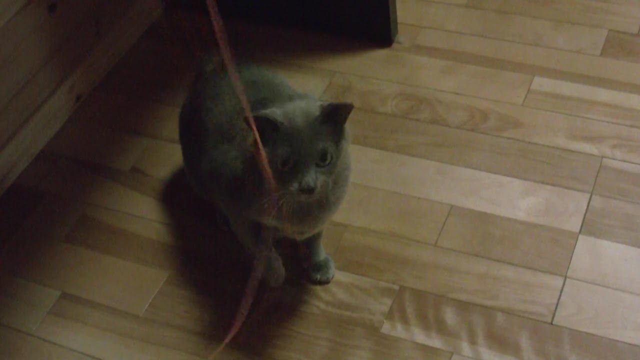 ヨーロピアンバーミーズ　「そうじ君」