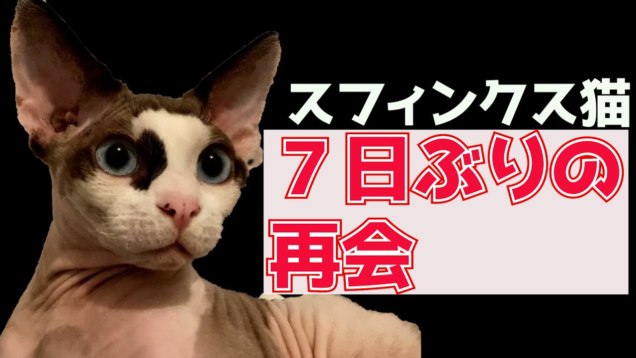 132:７日ぶりに再会したスフィンクス猫の反応