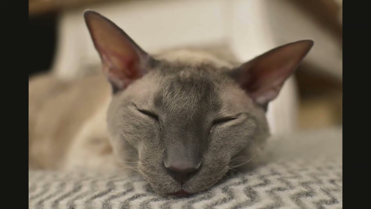 Animalbook CM cornish rex3