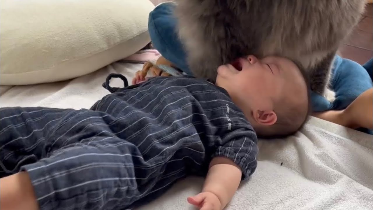 機嫌が悪い赤ちゃんにも気にせず接する猫達　ノルウェージャン&ラガマフィンA cat that treats a baby in a bad mood without worrying about it