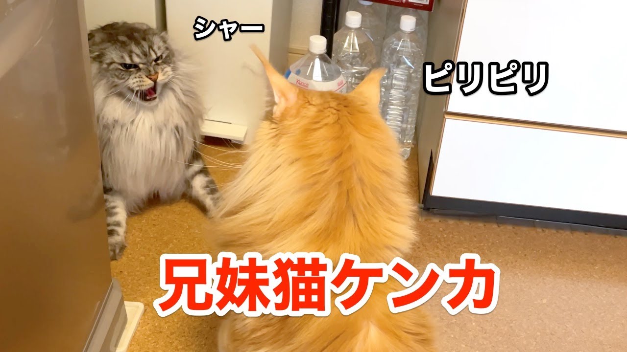 猫パンチの応酬！兄妹ケンカ勃発【大きい猫 メインクーン】