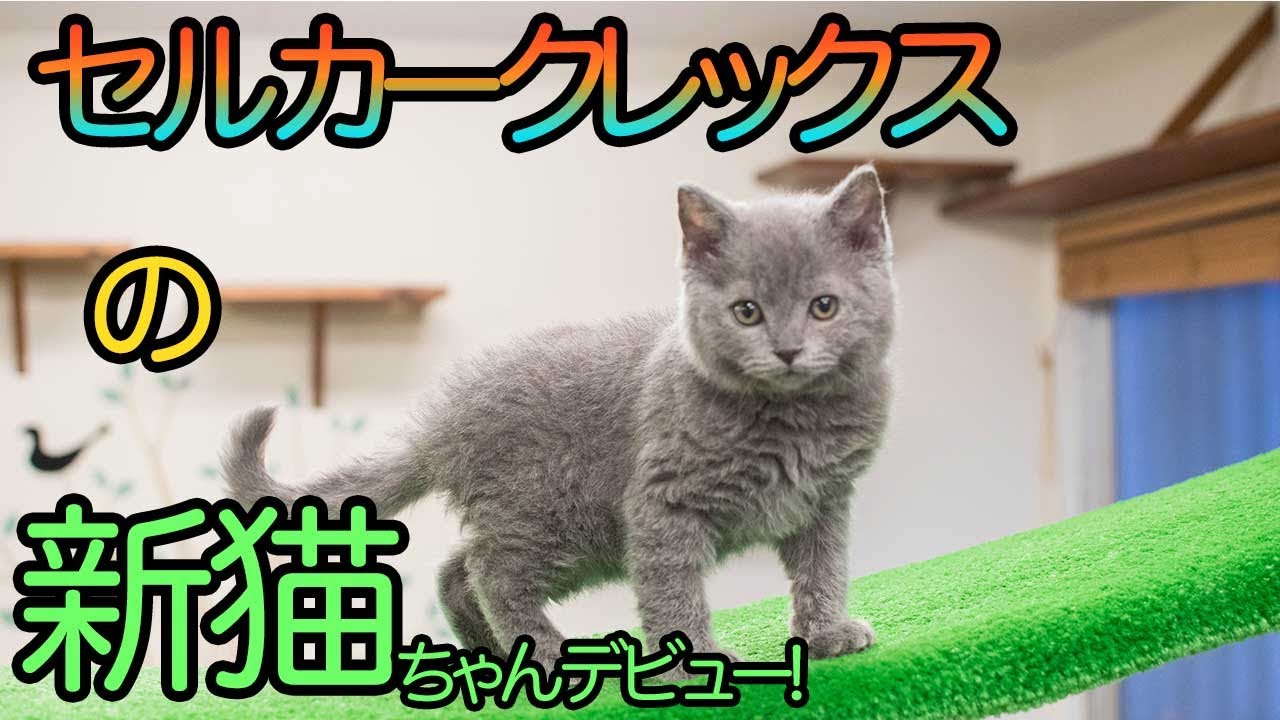 生後２ヶ月の子猫がまたデビュー！セルカークレックスのとろろくん！