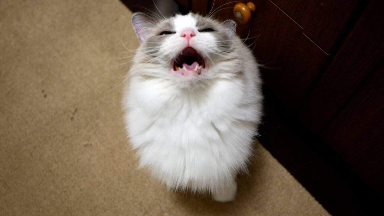 飼い主の帰宅を12時間も待ち続けたラグドールの鳴き声が可愛いｗ