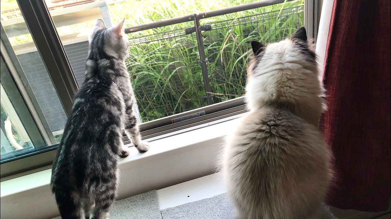 【ヒマラヤン】おめでたい日【多頭飼い】