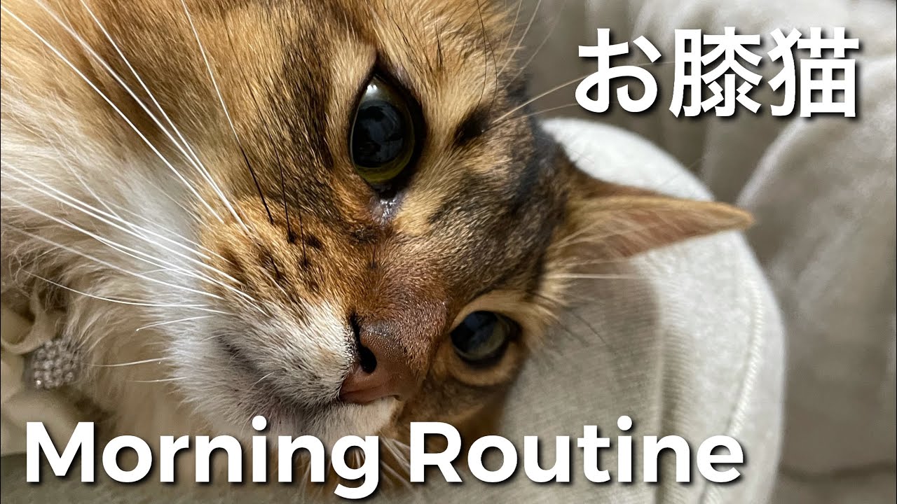 【ソマリ猫アンの性格】甘えた猫のモーニングルーティン