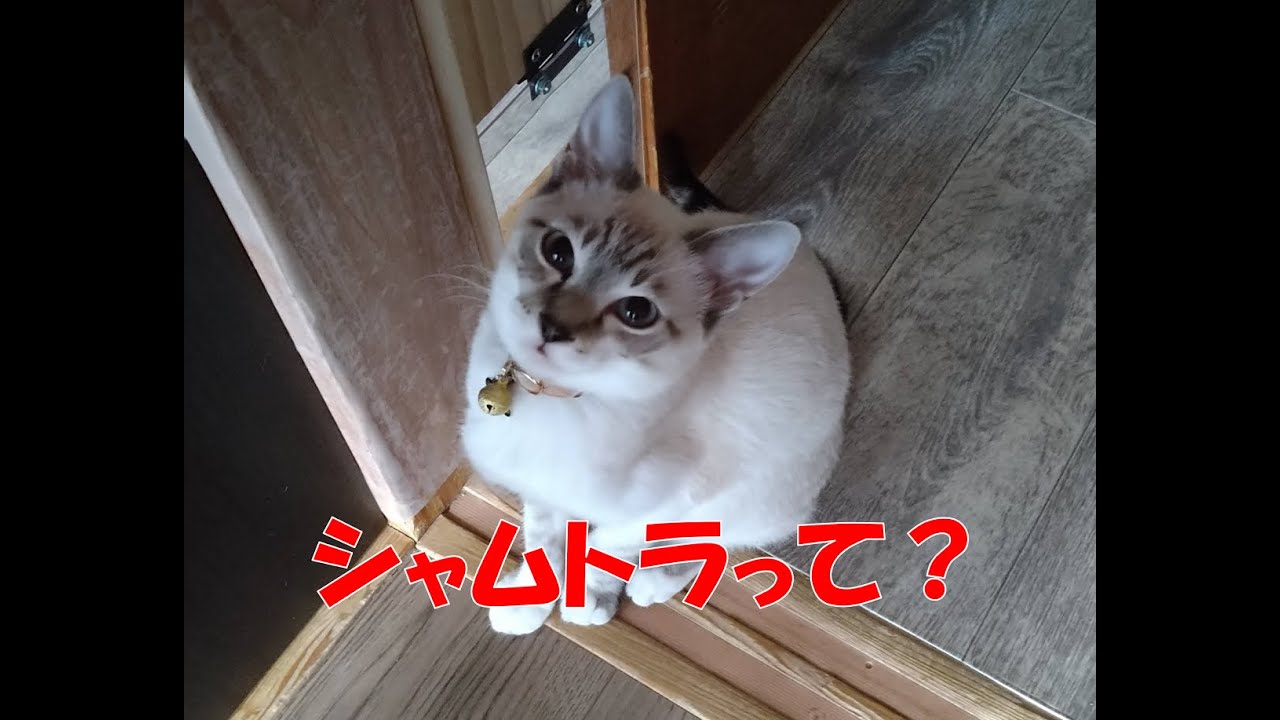 シャムトラミックスってどんな猫？