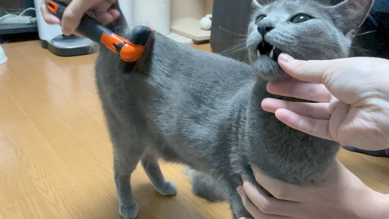 ブラッシングで冬毛を刈りまくられちゃうロシアンブルー！！