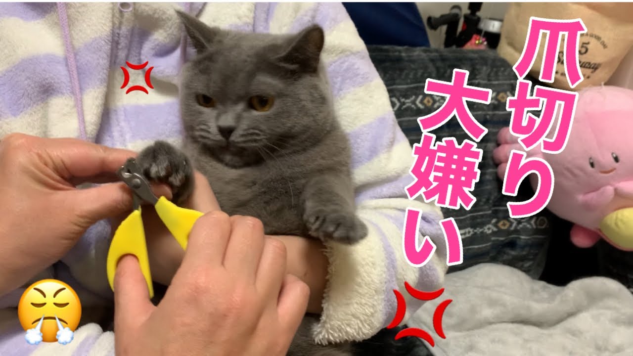 爪切りしたら猫たちブチ切れ！【ブリティッシュショートヘア、スコティッシュフォールド、ペルシャ】