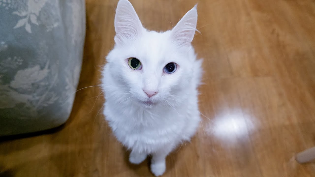 【運動会】ハイテンションなターキッシュアンゴラとのんびりノルウェージャンフォレストキャット❤︎