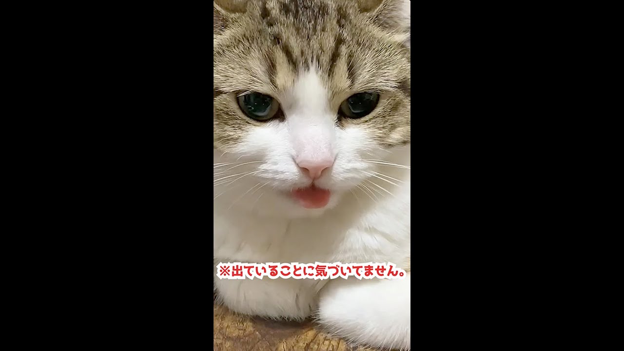 ベロをしまい忘れたことに気づいてないねこ様。笑　#shorts #cat #catlifeseries #myfavorite #catvideos #funny #猫 #猫のいる暮らし#ねこ動画