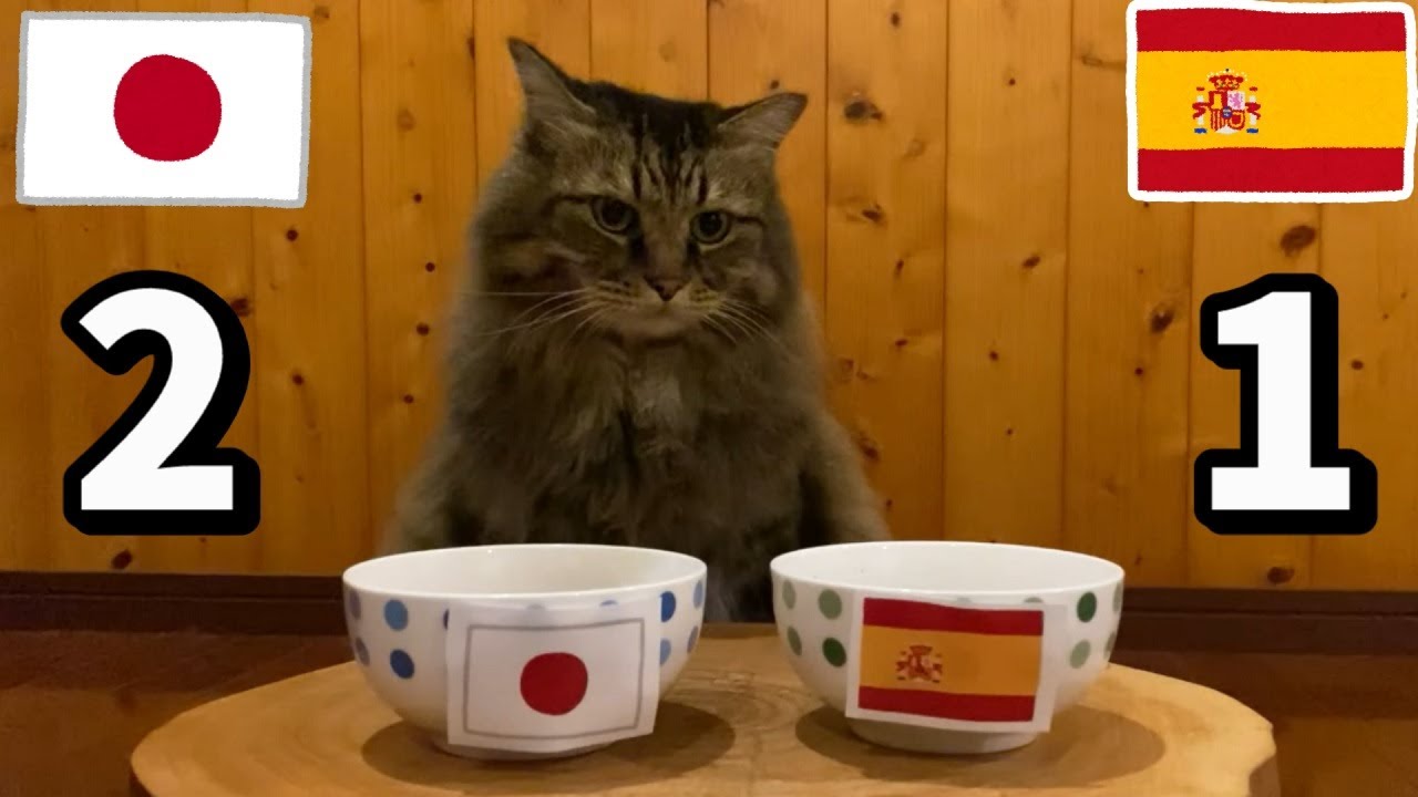【猫ニュース】モフモフ猫がW杯・日本vsスペインの試合予想をしました。