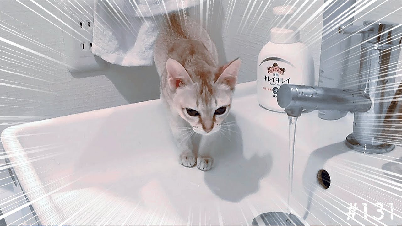 ストーカー猫が洗面所にやってきた！【シンガプーラ】