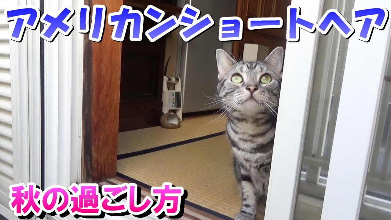 アメショーのソラ　秋の１日（アメリカンショートヘア）