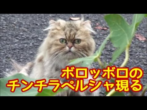 ボロッボロのチンチラペルシャ現る・保護されて毛を刈った姿に驚き！【捨て猫保護】Tattered chinchilla Persia appears・rescued and shaved hair!