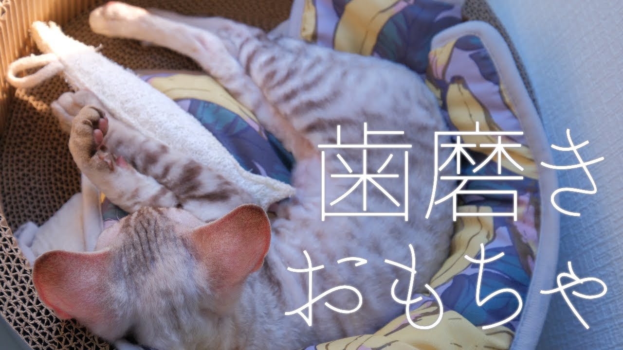 デンタルトイと子猫／デボンレックス