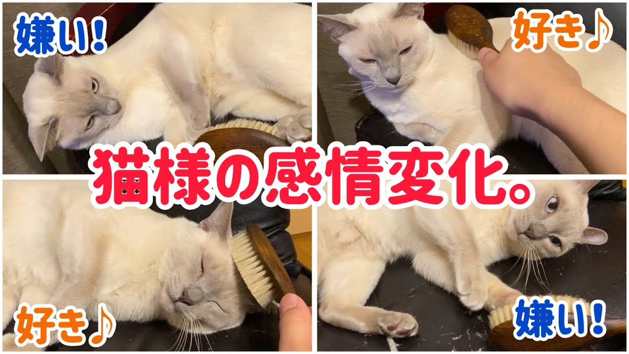 猫様の感情変化は難し過ぎる。【トンキニーズ】もんちゃん♂