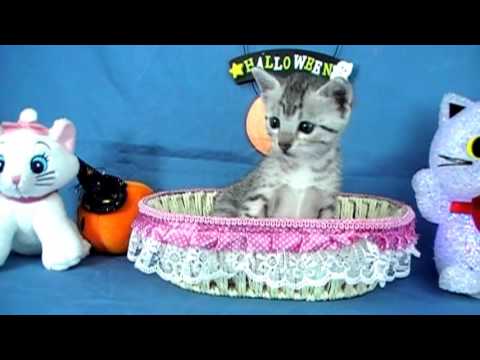 エジプシャンマウ女の子