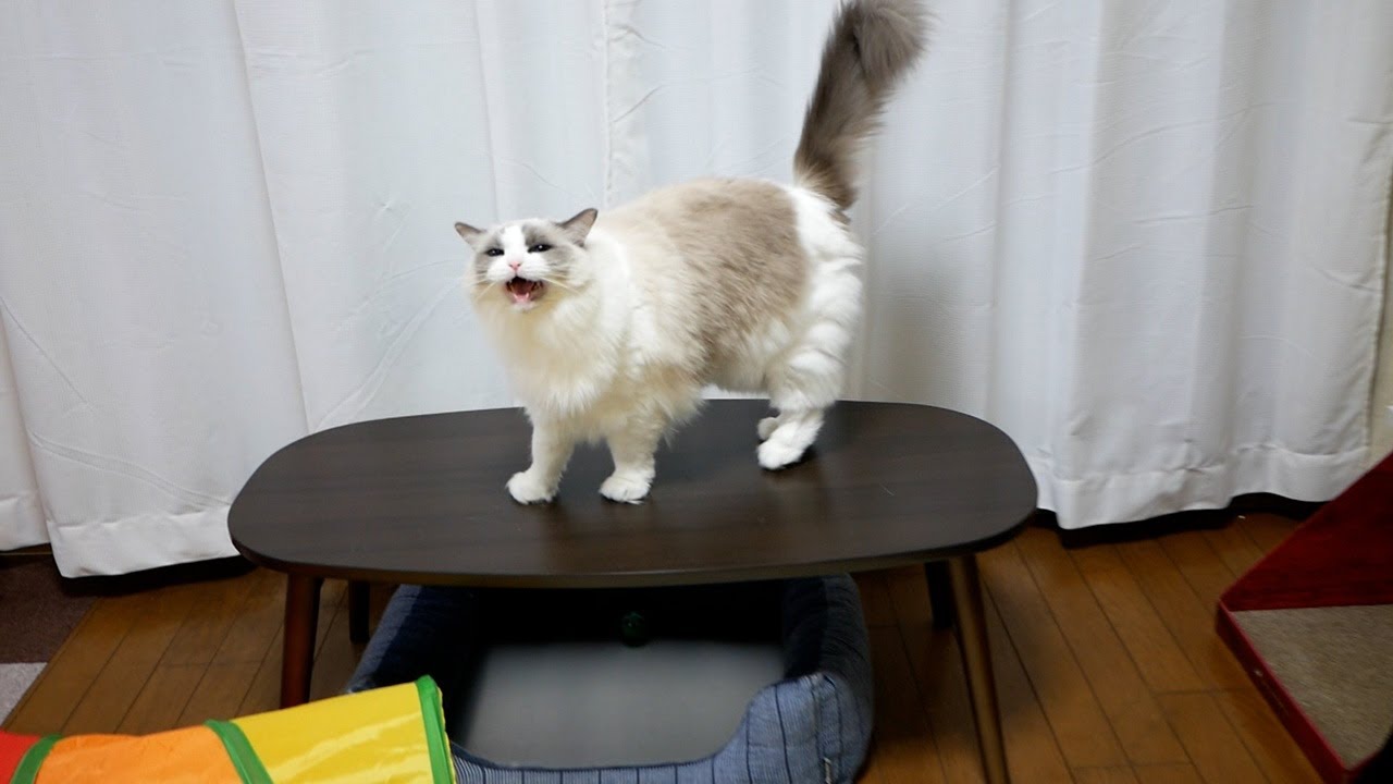 今日もラグドールの鳴き声に癒された…猫と飼い主の平和な田舎暮らし