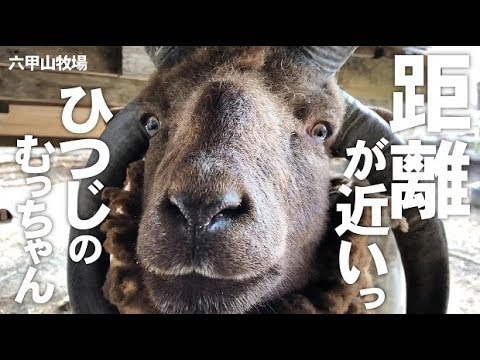 呼ぶと来てくれるむっちゃん【六甲山牧場】距離が近いよっ!! ４本角のマンクスロフタン 可愛いむっちゃん意外とハスキー!?