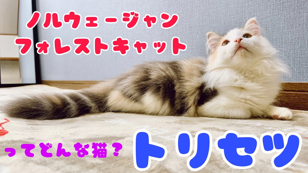 ノルウェージャンフォレストキャットの特徴と飼い方