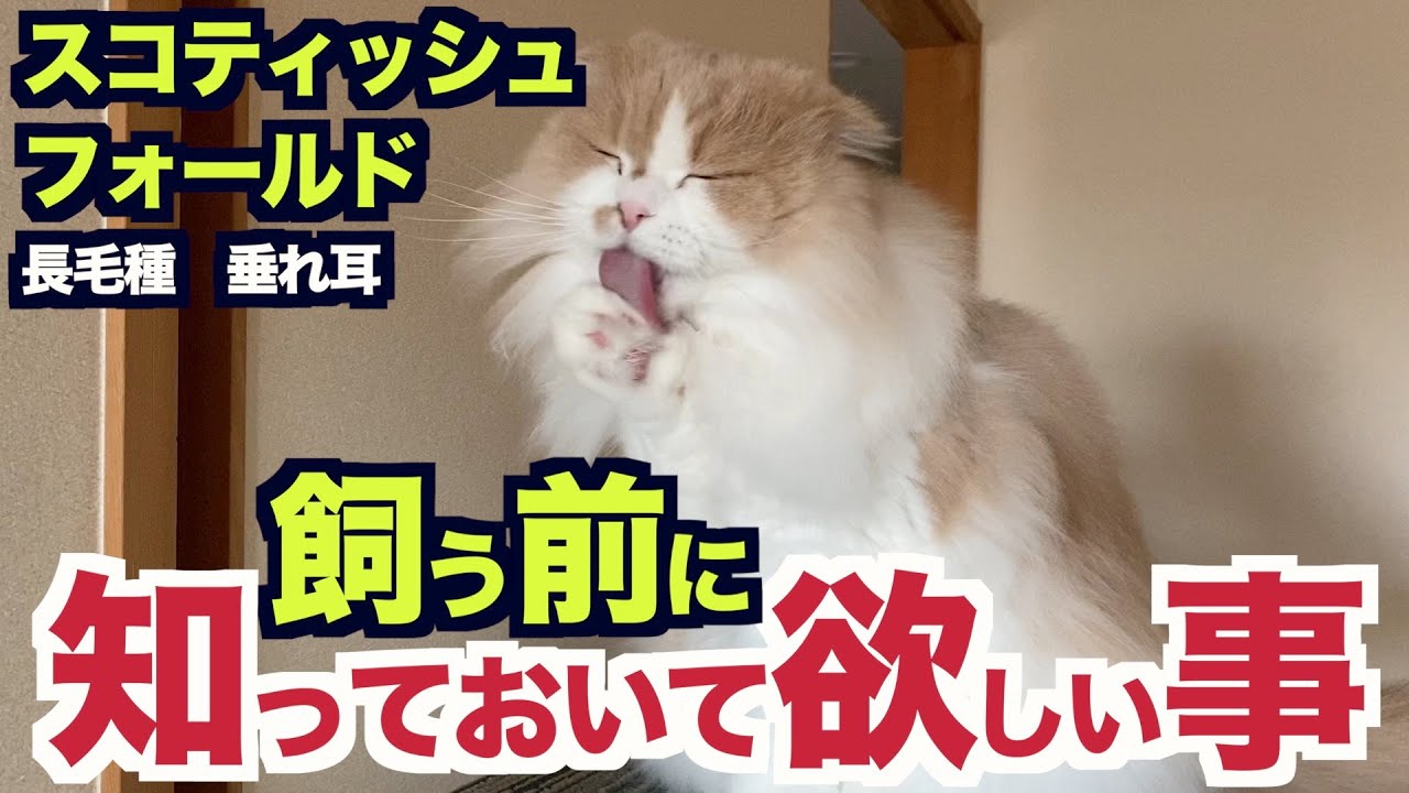 スコティッシュフォールド飼う前に知っておいて欲しいこと【垂れ耳スコティッシュ】