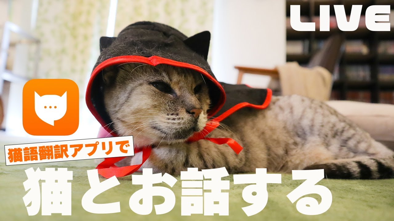 話題の猫語翻訳アプリでオシキャットのあんずとお話する生配信