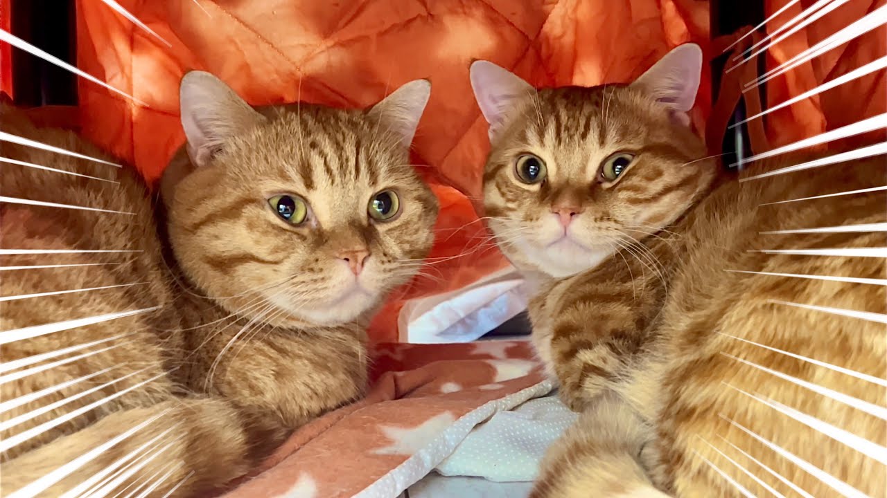 すっかり仲直りしたそっくりマンチカン親子！