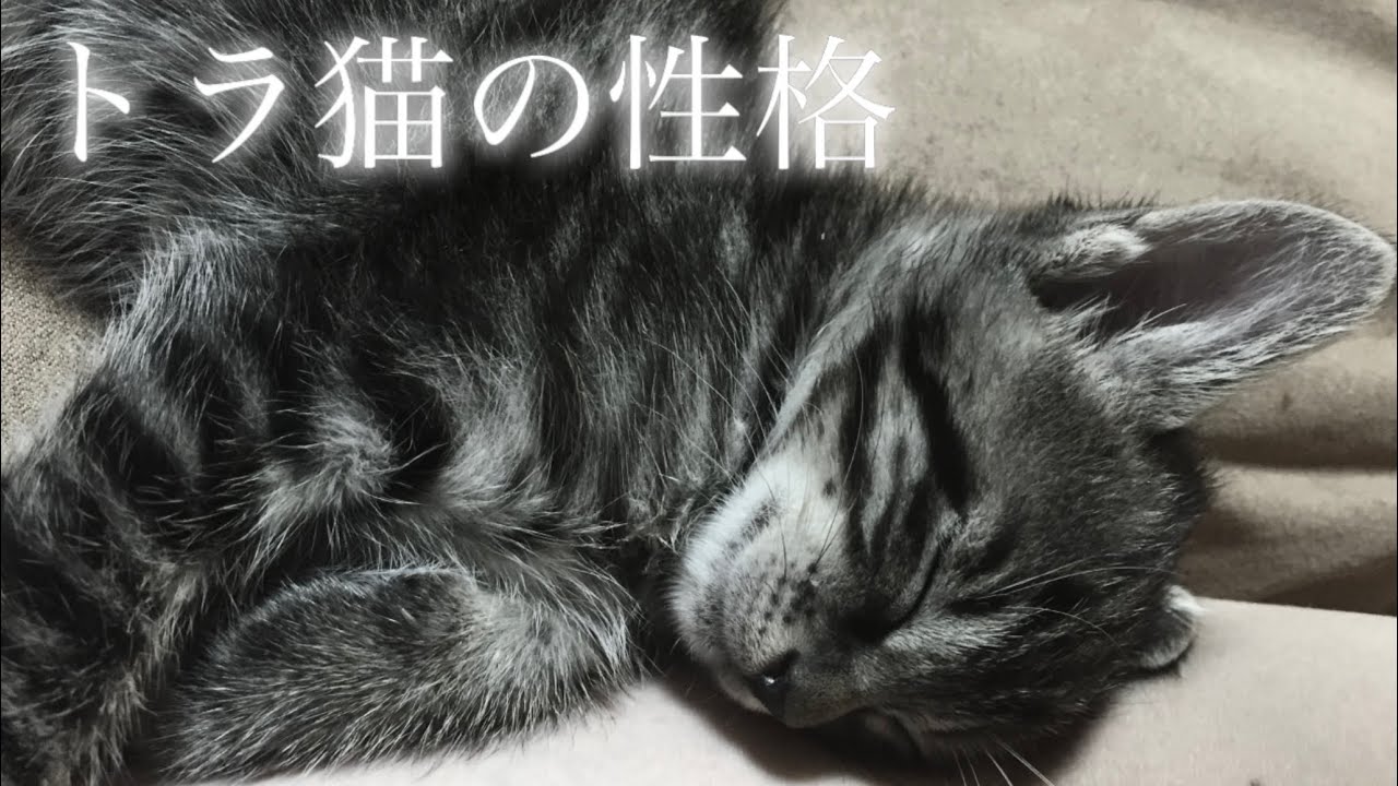 【猫の性格/キジトラ/サバトラ/茶トラ】茶トラ猫の8割は〇〇だった！？