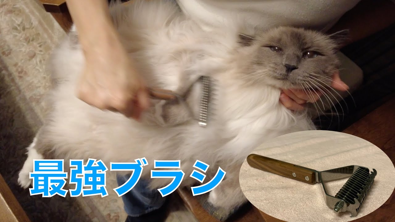 巨大な冬毛バーマンを最強のブラシでブラッシング！