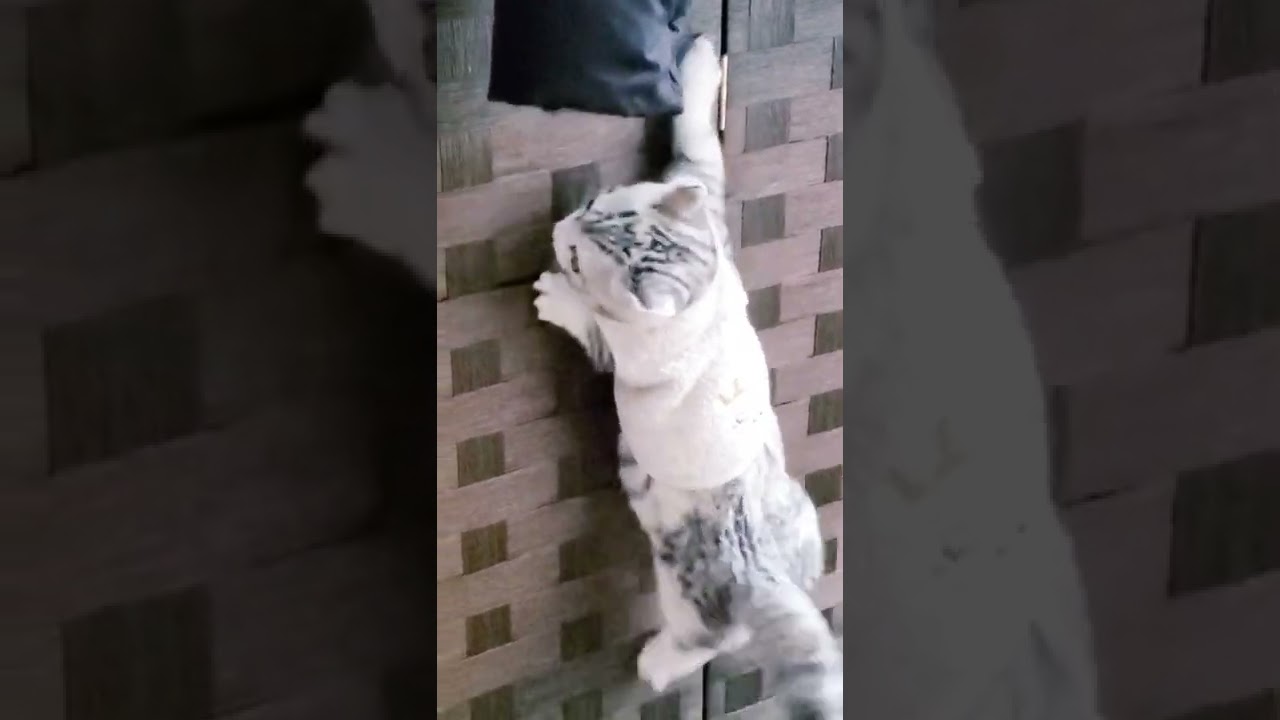 [子猫] (短足マンチカン×アメリカンカール)キンカロー~ 高い所に登ろうとする子猫の姿が可愛いです  #S11