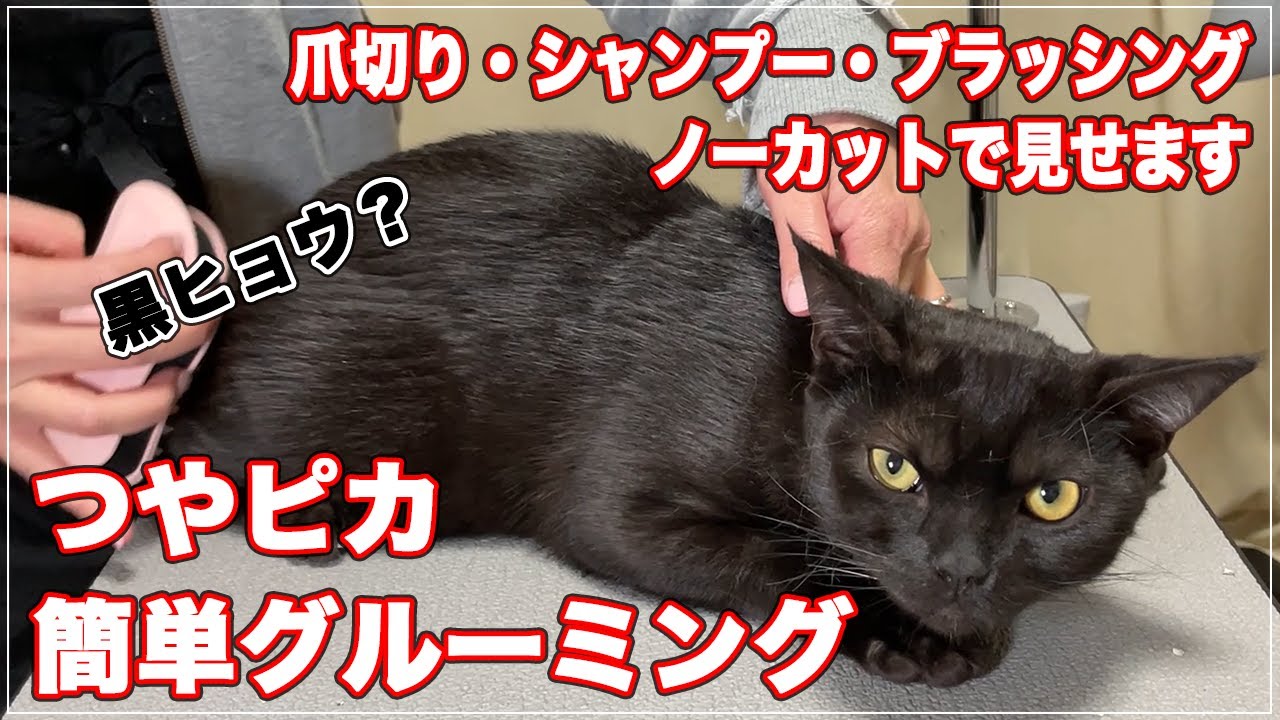 【多聞ちゃん】つやつやピカピカになる簡単グルーミング。爪切りからシャンプー、ブラッシングまでノーカットで全部見せます【つやピカ・簡単グルーミング】