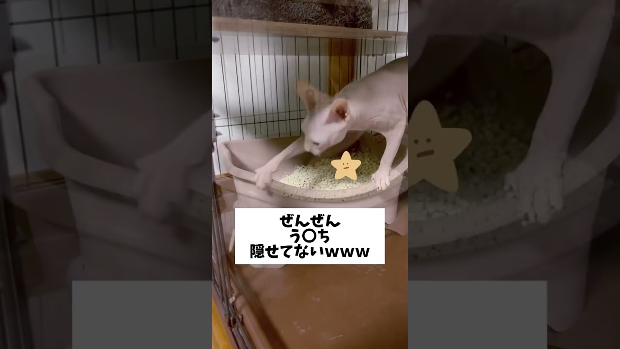 なにをやってもあかんわ。 #スフィンクス猫 #shorts