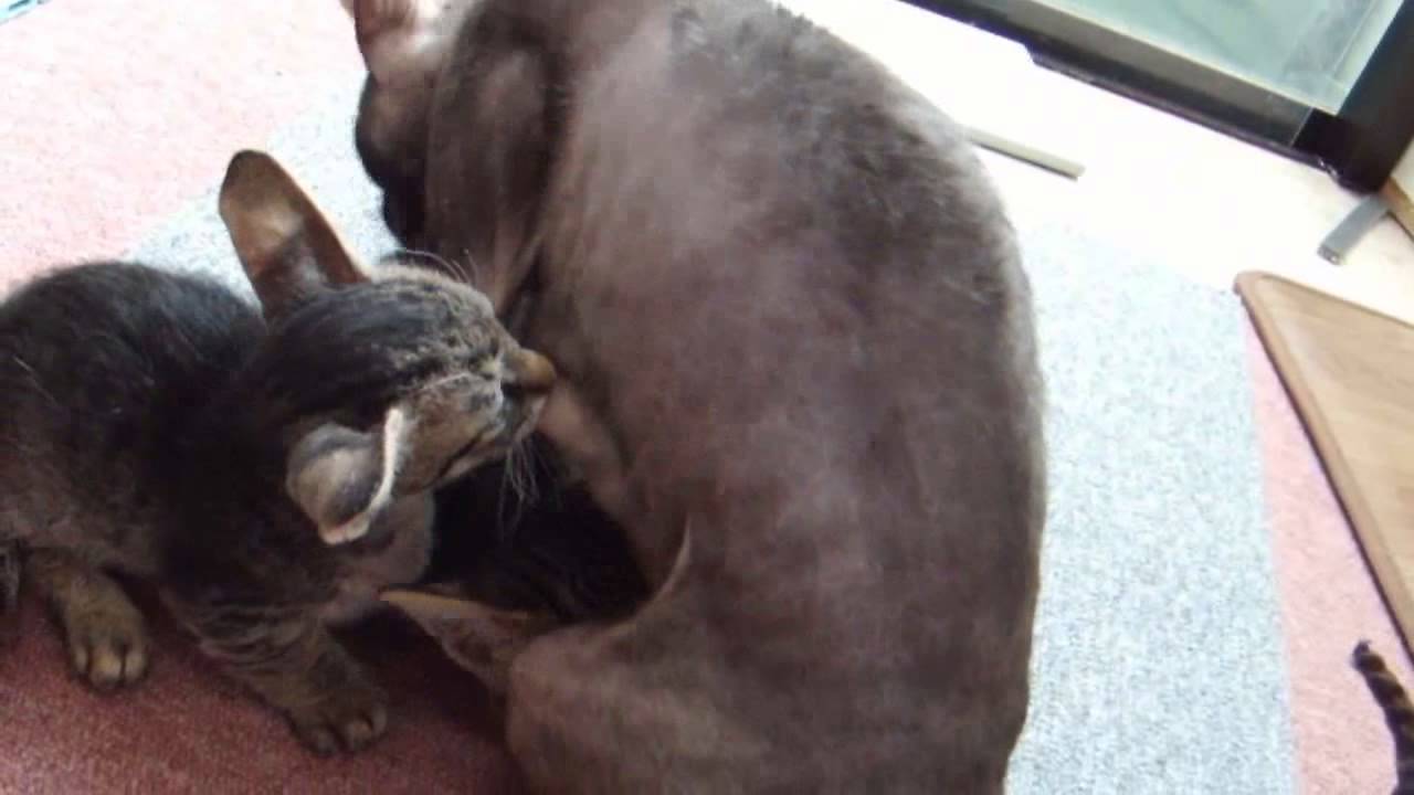 甘えたい子猫と応える母猫