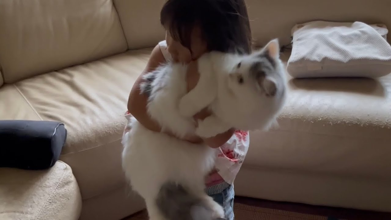旅行中の親の代わりに世話をするお姉ちゃんに戸惑う実家猫　ラガマフィン　A cat confused by the care from a different person than usual