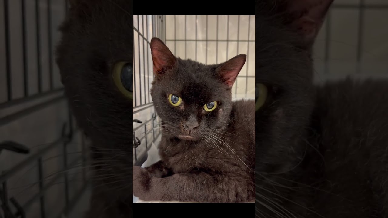 里親募集中　成猫さんセルカークレックス