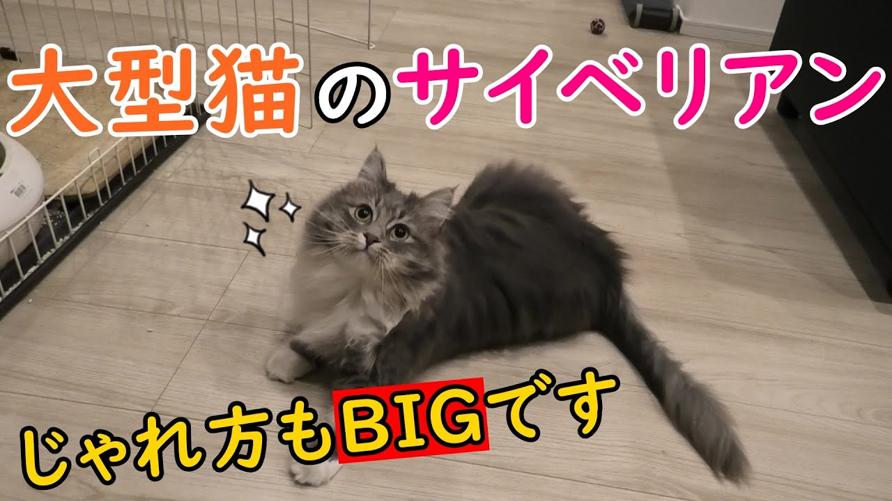 大型猫のサイベリアンは、遊び方もやっぱり豪快だった…／Siberian cat with a dynamic way of playing【サイベリアンのラフィ#75】