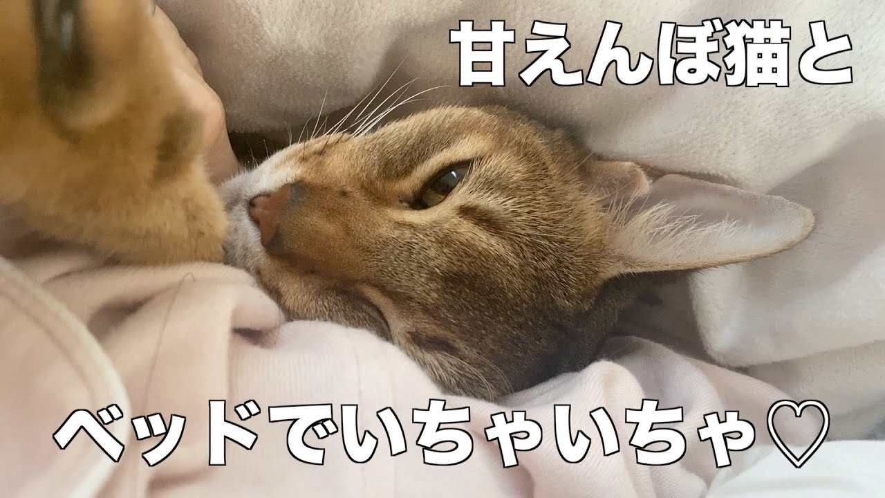 毎朝ベッドでイチャイチャしてくれるかわいすぎる猫【アビシニアン】