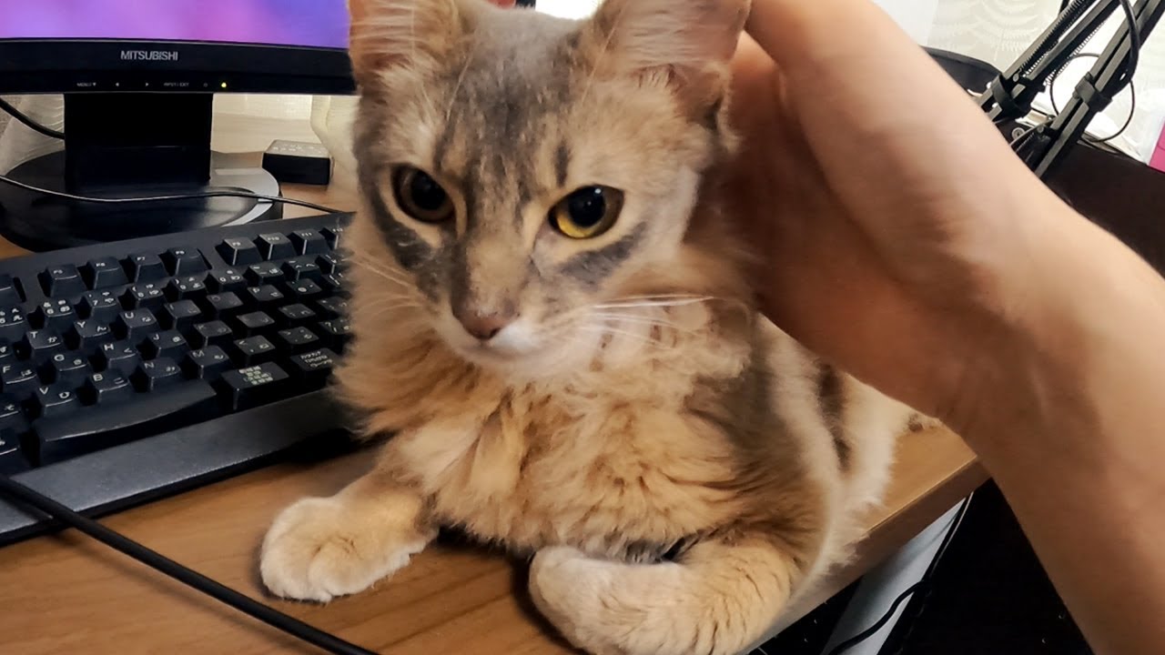 【ソマリブルー】猫をお迎えしたい人がイメージする通りの光景がこちら