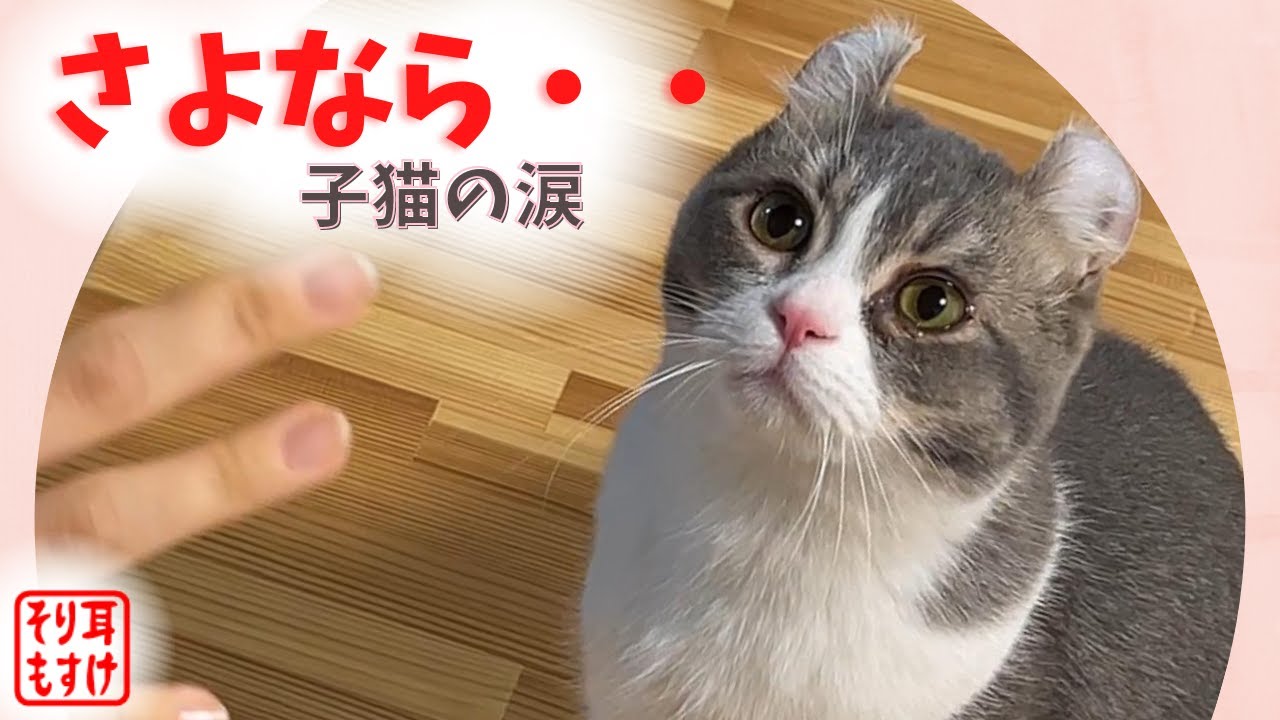 別れ・・そり耳ネコとのサヨナラと初キス【アメリカンカールのもすけ】Goodbye & first kiss to cat