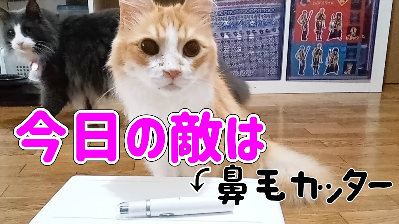トルコの国宝　ターキッシュアンゴラ　鼻毛カッターと戦うの巻／Turkish Angora