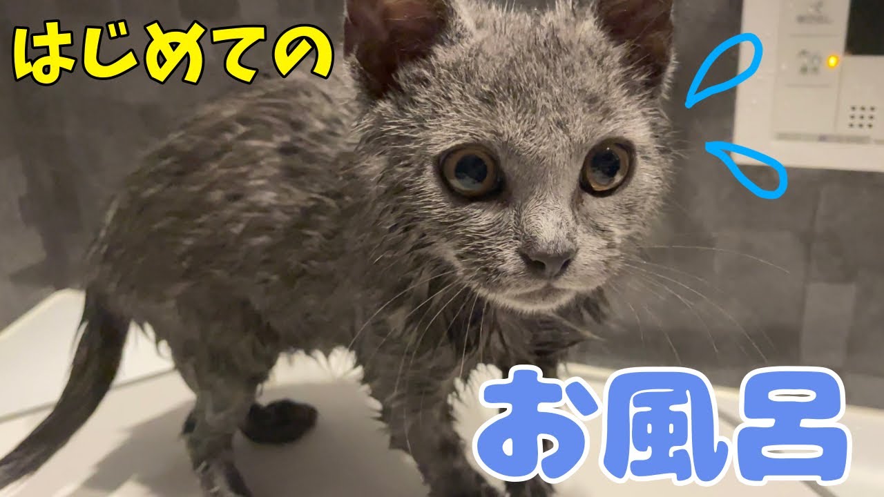 シャルトリューの仔猫たち、初めてのお風呂にチャレンジ！
