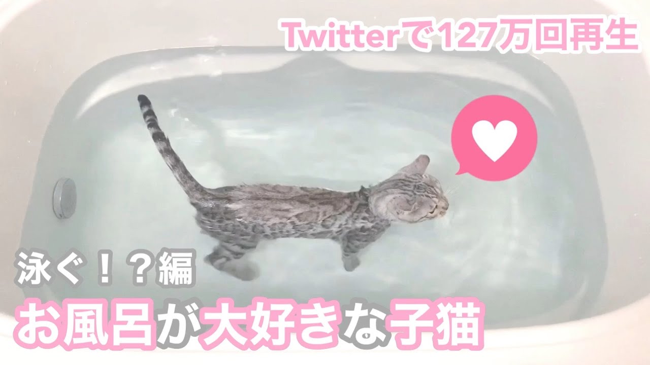 【Twitterで話題】お風呂が大好きなシルバーベンガルの子猫 泳ぐ！？編